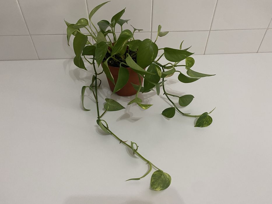 Planta Jiboia | Epipremnum aureum | Pothos