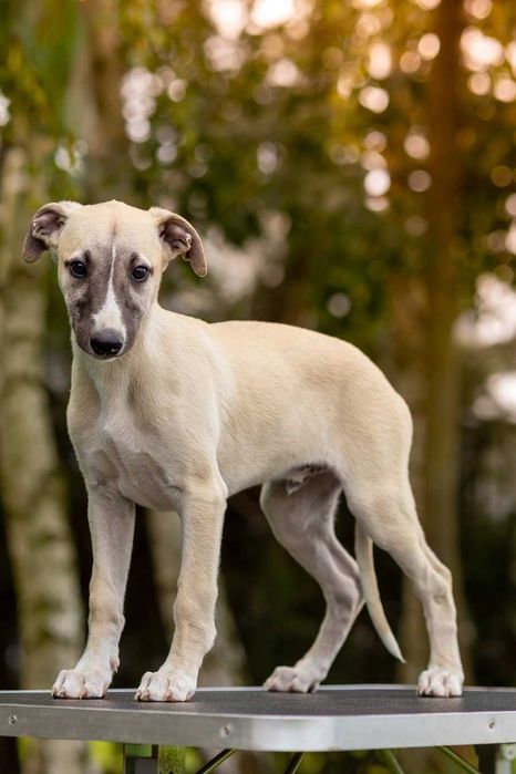 whippet  Chart angielski Otis