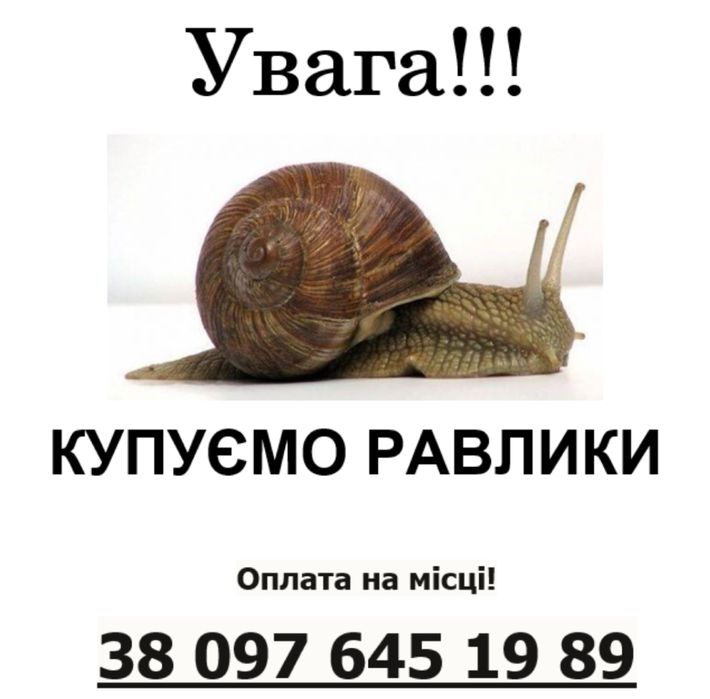 Купуємо виноградного равлика