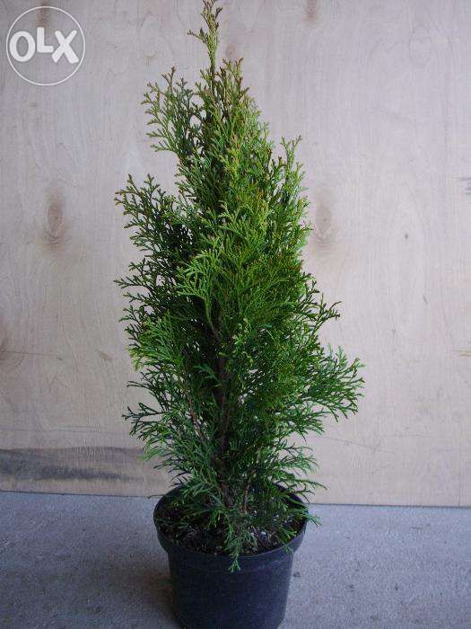 Tuja thuja SZMARAGD wysokość 250 cm w cenie 120 zł kopane z gruntu