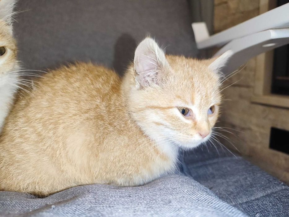 Кошеня, руде Таббі