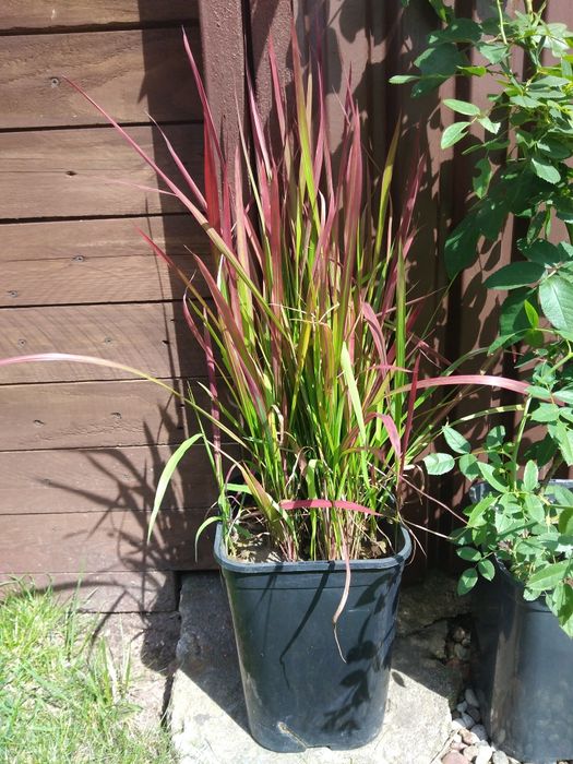 Trawa red baron duża donica