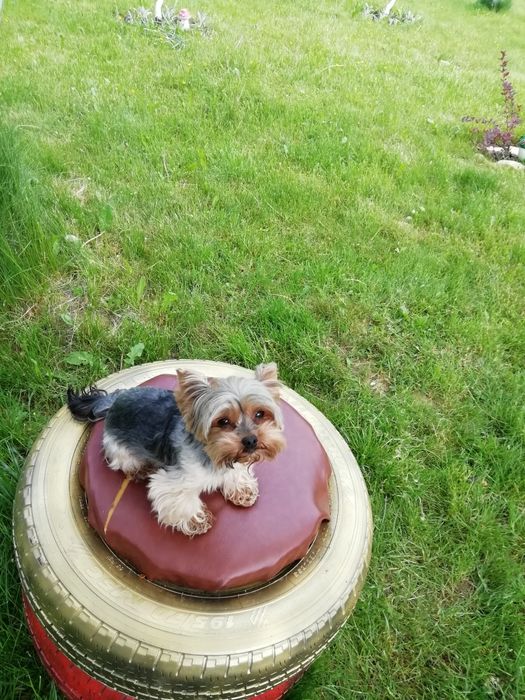 Йорк, йоркширський тер'єр в'язка