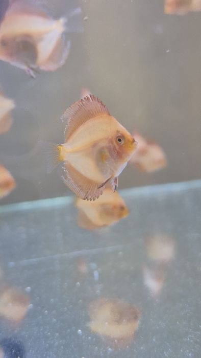 Acara-discus  novos