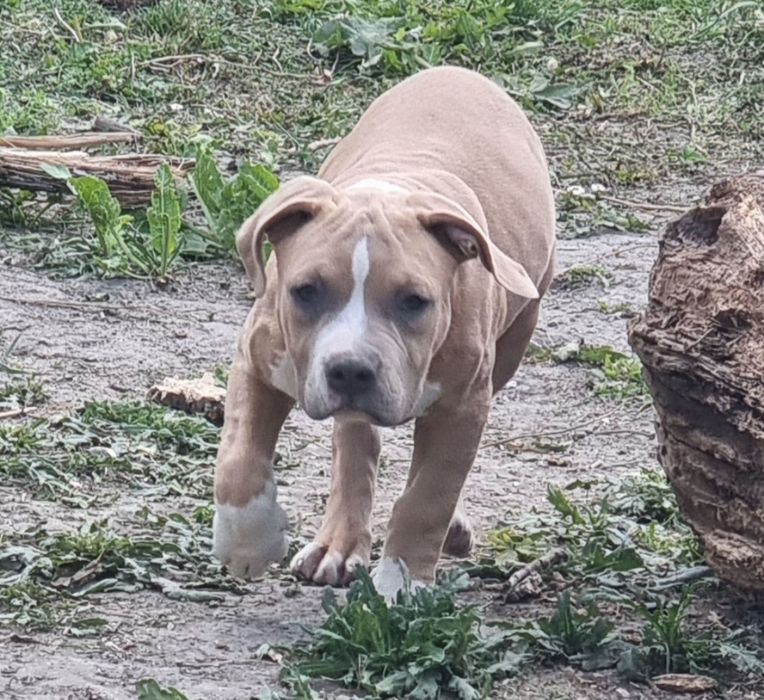 American Staffordshire Terrier