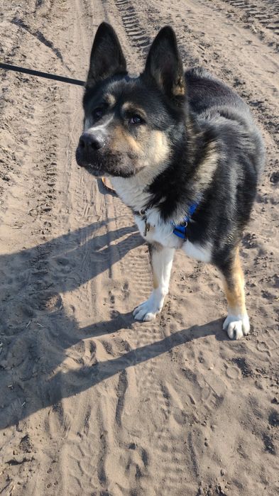 Typ akity amerykańskiej szuka domu