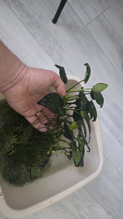 Акваріумні рослини