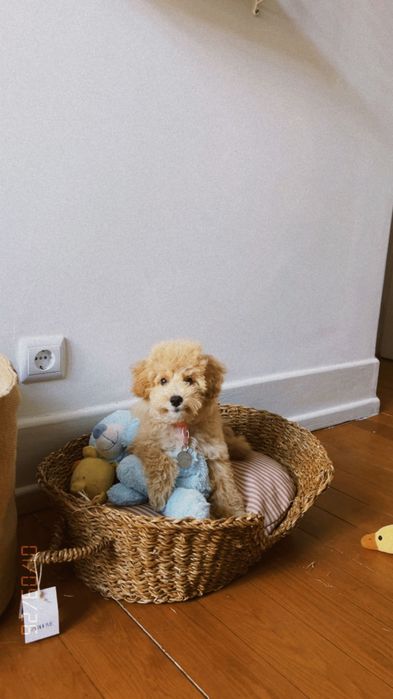 Toy poodle caniche toy