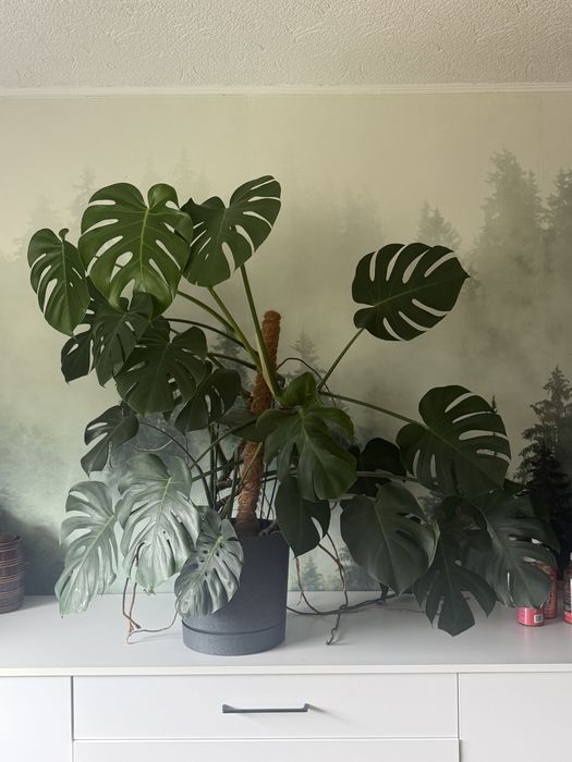 Monstera duża, zdrowa