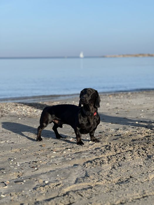 Вʼязка чорна такса, кобель