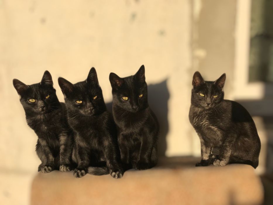 Чарівні котодіти- в добру родину