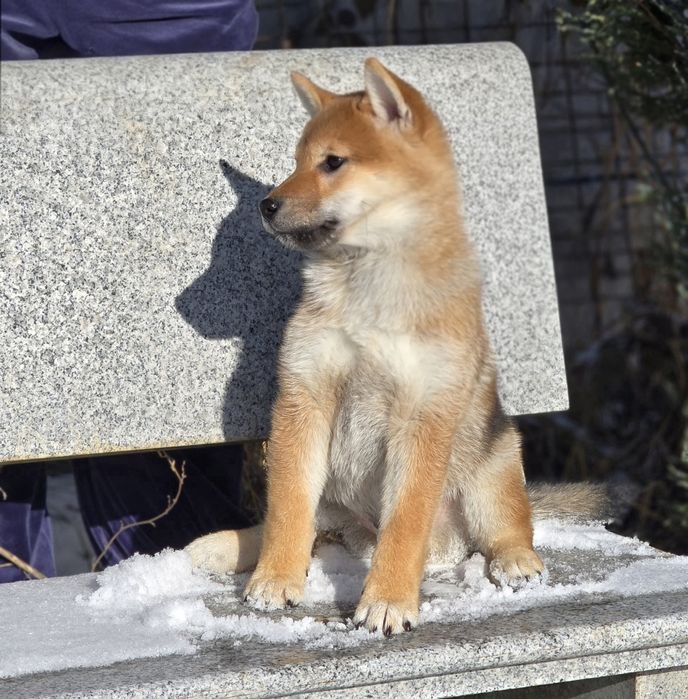 Шиба хлопчик , документи