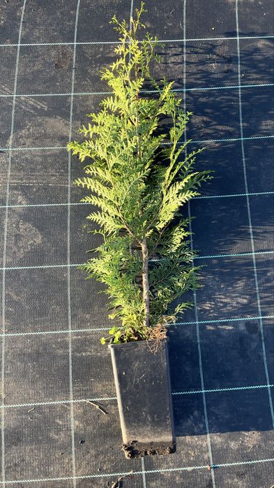 Tuia Plicata “Gelderland” – Cerca Viva Rápida e Densa