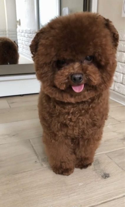 Той пудель, Китай, вязка