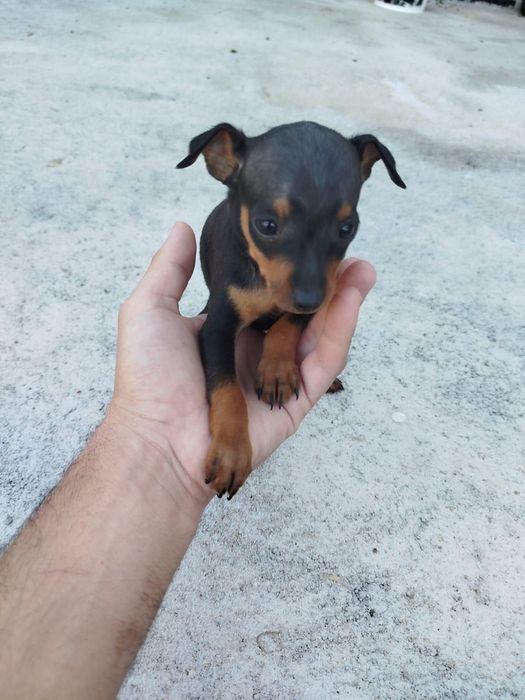 Pinscher macho top