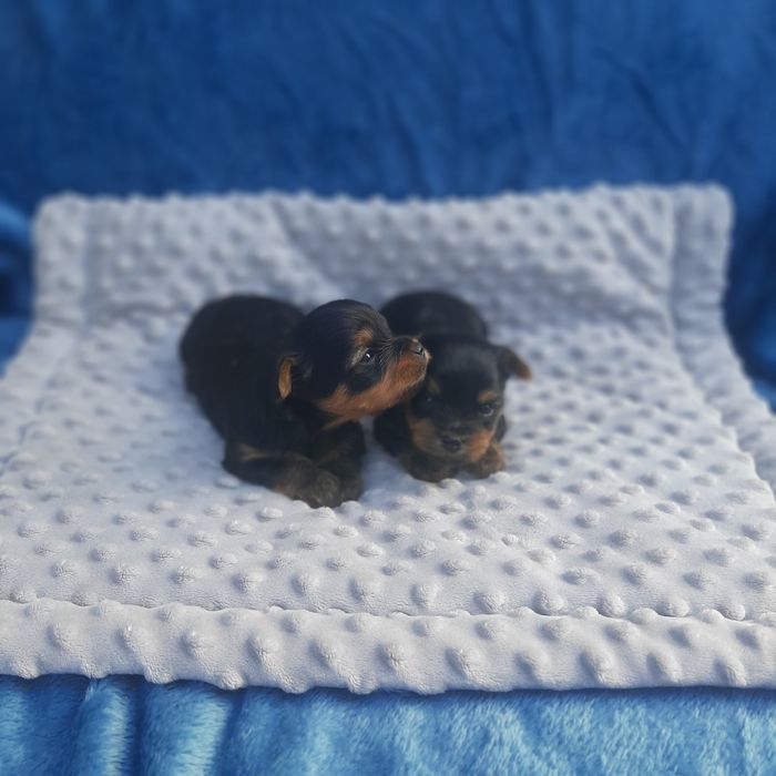 Yorkshire terrier piesek