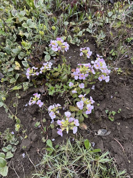Арабіс, примула, аліссум