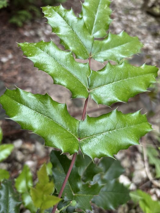 Mloda sadzonka Mahonia