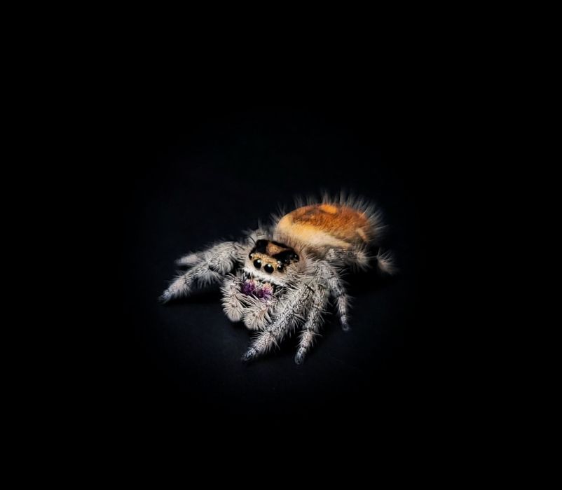 Para Phidippus Regius Soroa