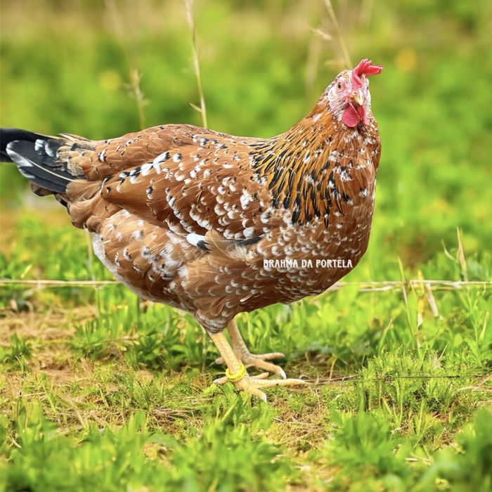 OVOS - LEGHORN ISABELLA / LEGHORN MIL FLORES