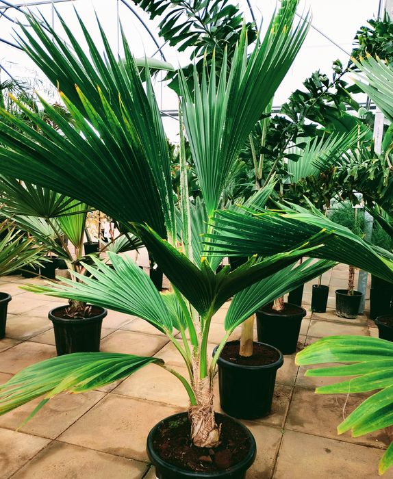 Raras Palmeiras do Havaí, Lo'ulu Lelo ou Pritchardia hillebrandii