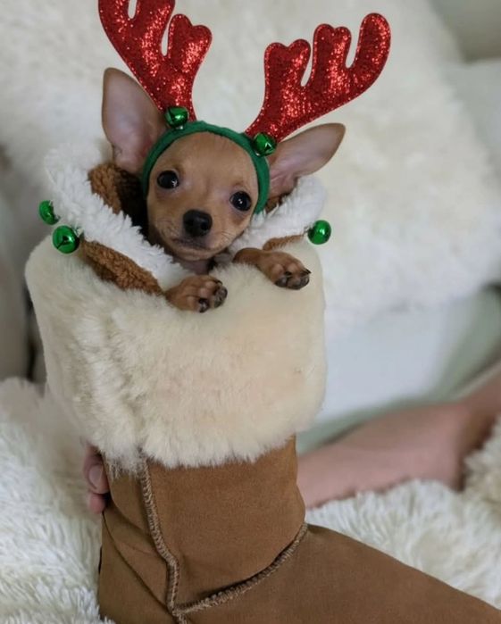 Praski Ratler - ratlerek - Prazsky Krysarik (nie pinczer miniaturowy)