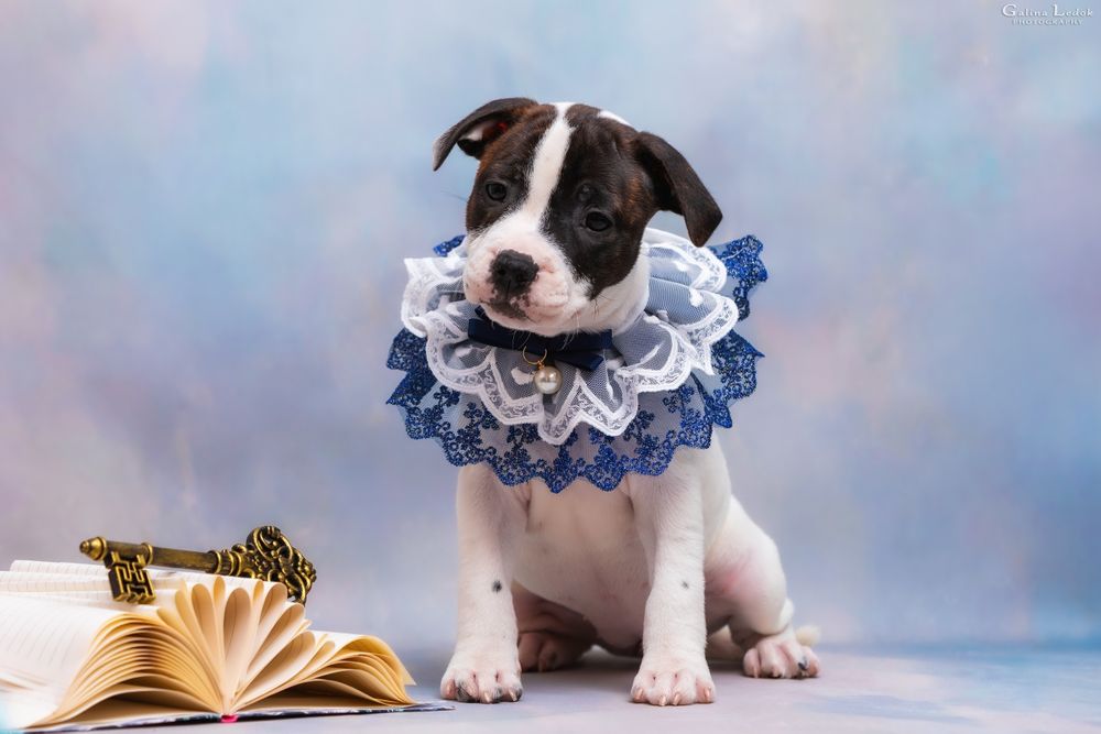 Стаффи ДжиДжи — ласковая и харизматичная малышка