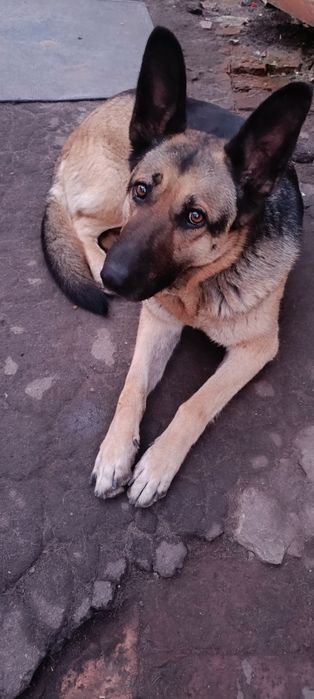 Отдам в добрые руки