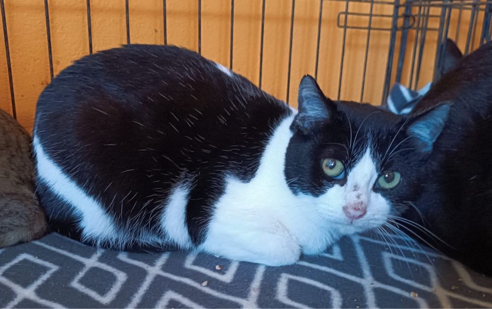 Gato Juvenil já castrado para Adoção!