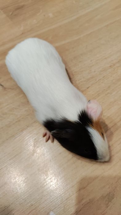 świnka morska Wroclaw