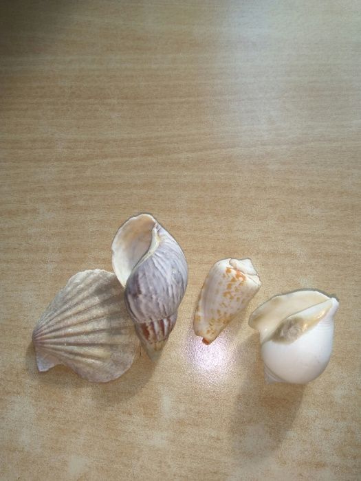 Ракушки рапаны