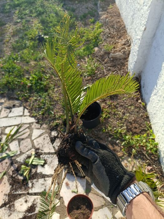 Mudas de cyca revoluta