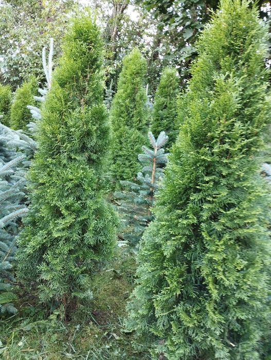 choinki i tuje na sprzedaż