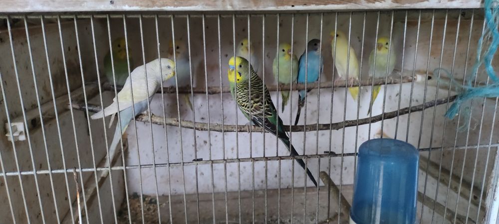 Vendo periquitos
