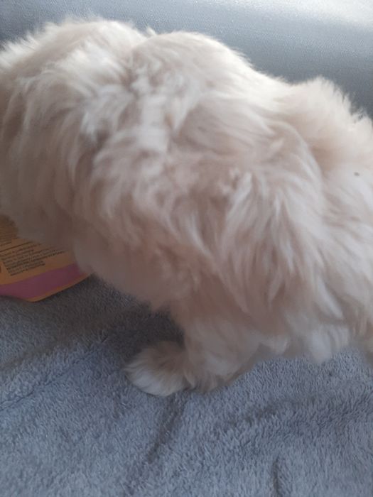 Cachorro beje 2 meses
