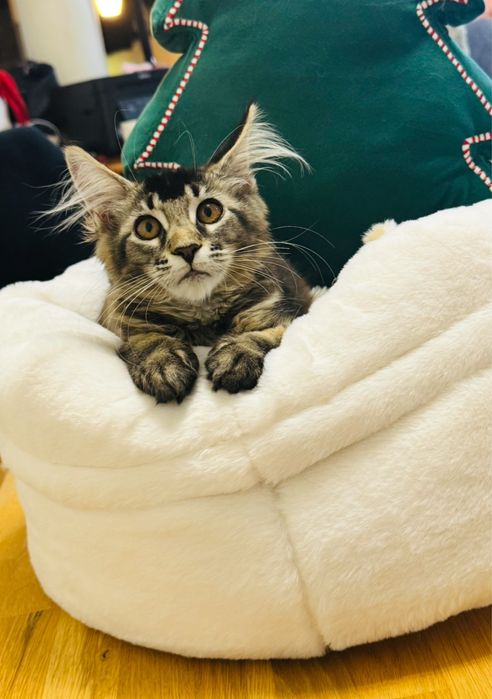 Kotka Maine Coon rodowód FPL/FIFA