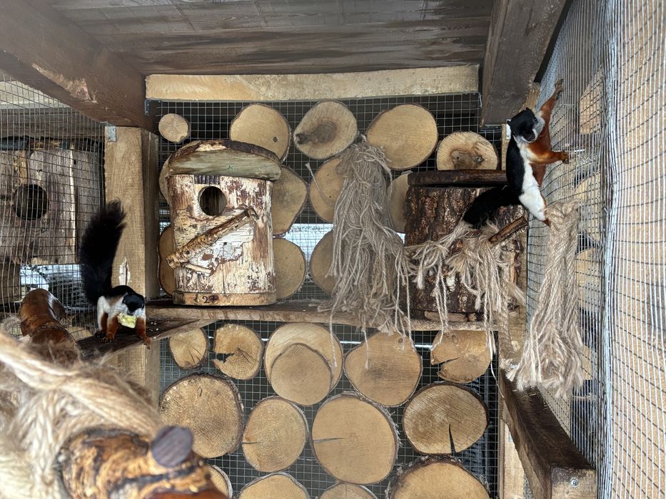 Wiewiorki Trójbarwne