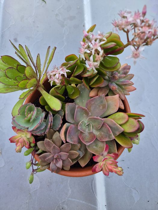 Arranjo com vaso 16 cm incluído com várias  suculentas