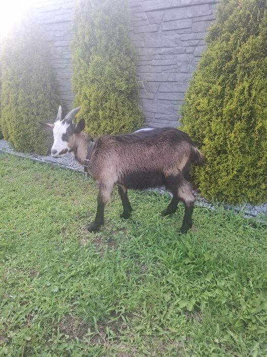Sprzedam koziołka ładnej budowy