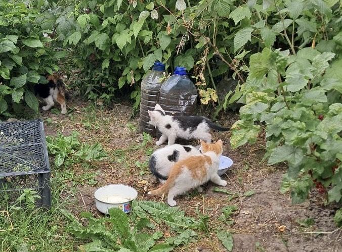 Кошенята шукають дім.