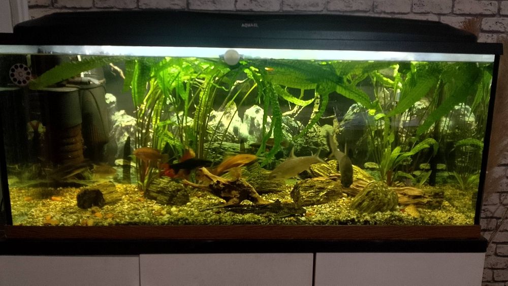 Akwarium 240l z życiem