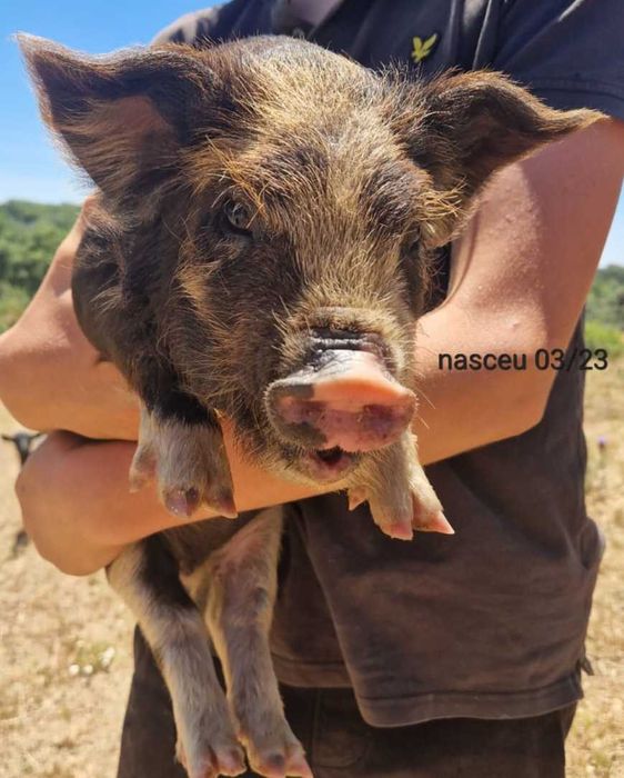 Porcinhos de kunekune
