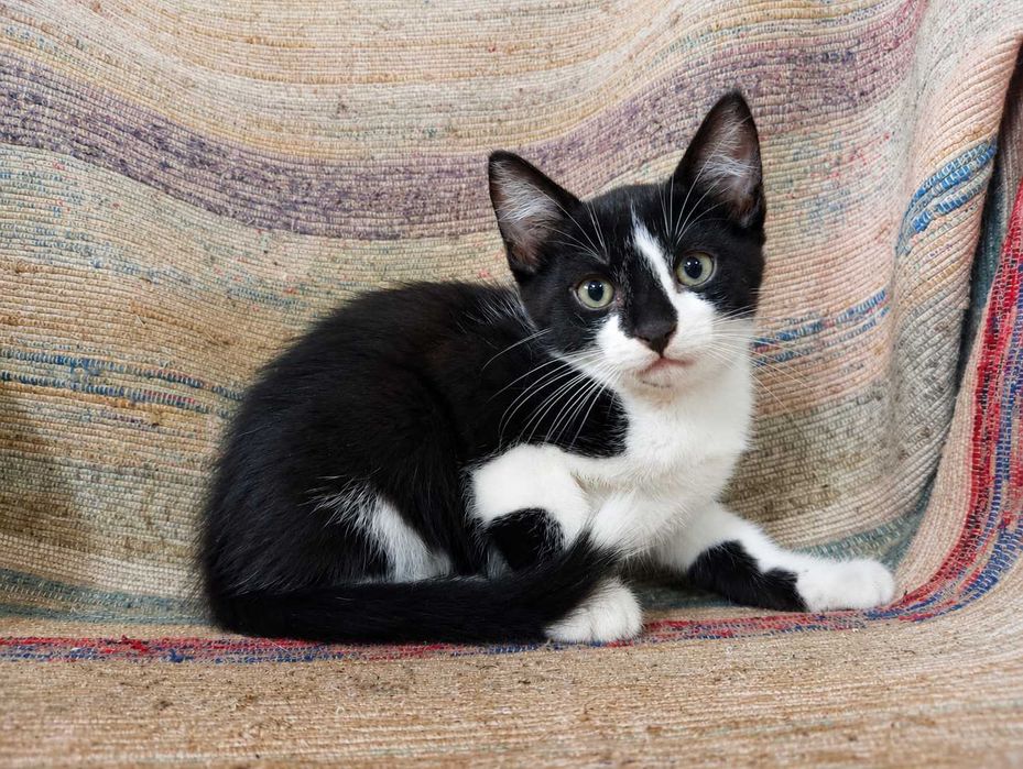 MACHO | Gatinho disponível para Adoção Responsável