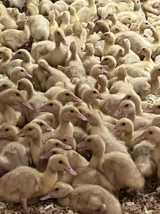 Kaczka mulardy i Pekin