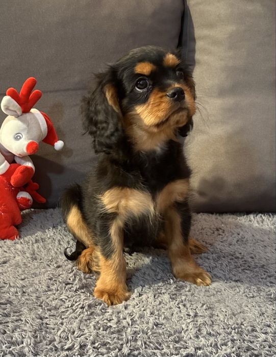 Cavalier King Charles Spaniel ZKwP (FCI)
