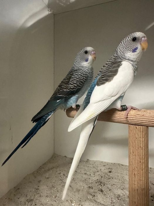 Casais de periquitos blackface