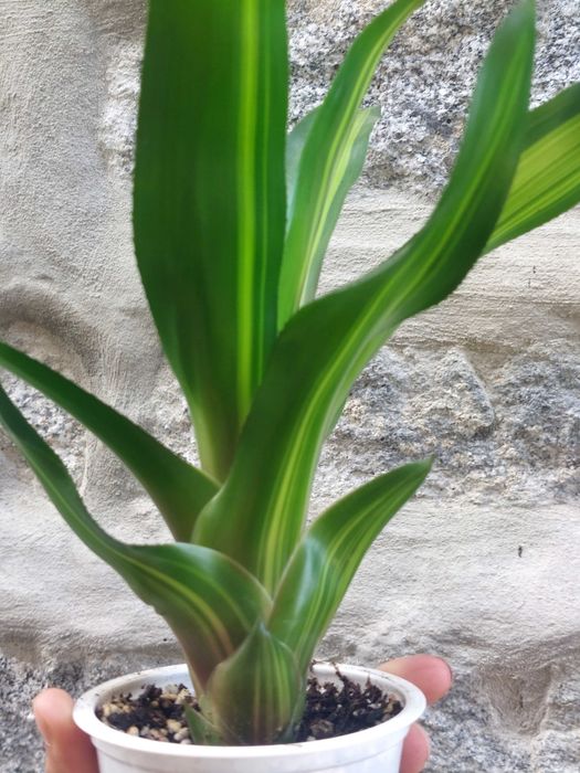 Planta Neoregelia Freddy