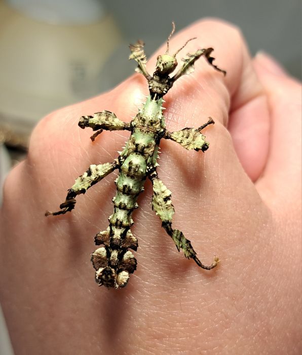 Straszyk australijski / Extatosoma tiaratum