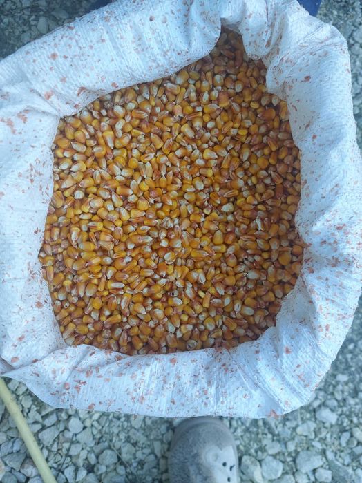 Sprzedam kukurydze Rosomak do siewu