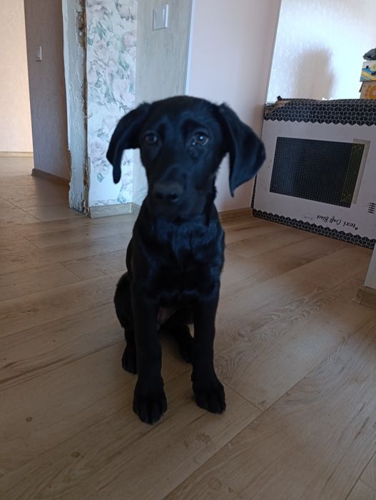 Метис курцхара і вівчарки 3 місяці